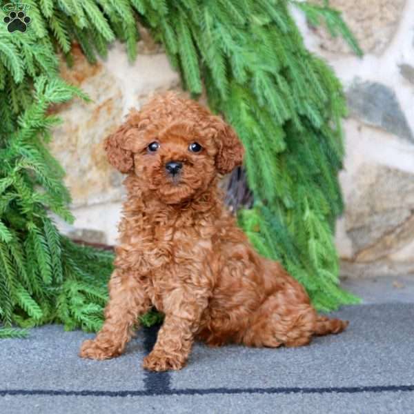 Charlie, Toy Poodle Puppy