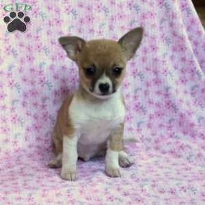 Charming Chad, Chihuahua Puppy