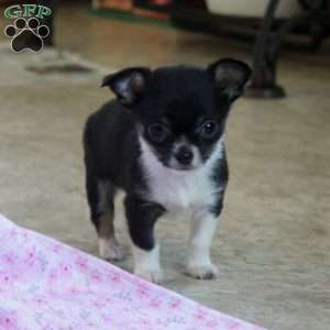Charming Chipper, Chihuahua Puppy