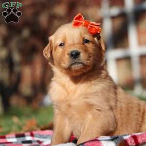 Chelsey, Golden Retriever Puppy