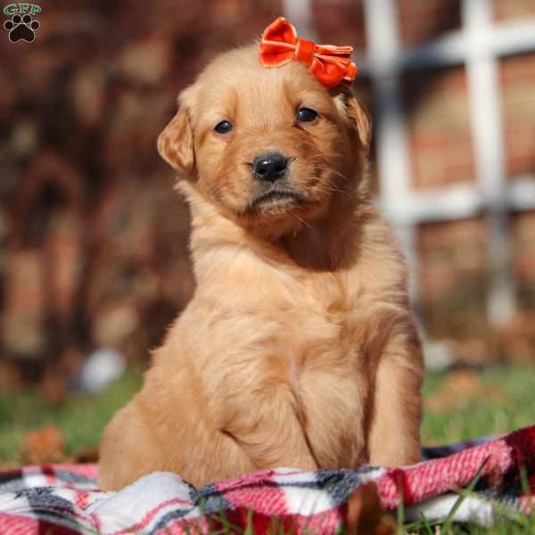 Chelsey, Golden Retriever Puppy