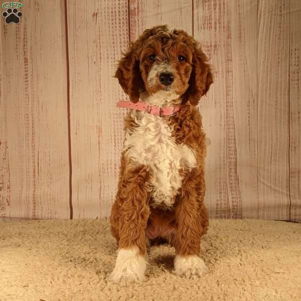 Annabelle, Standard Poodle Puppy