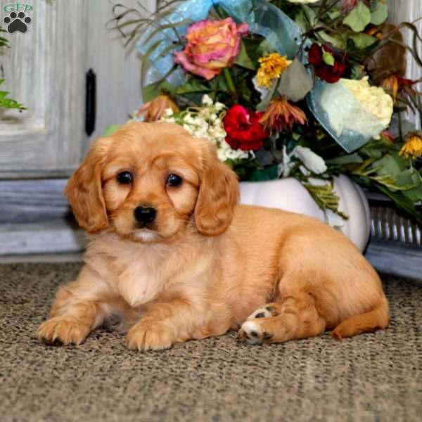 Clark, Miniature Golden Retriever Puppy