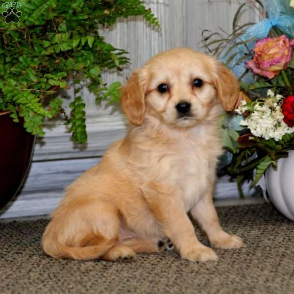 Classy, Miniature Golden Retriever Puppy