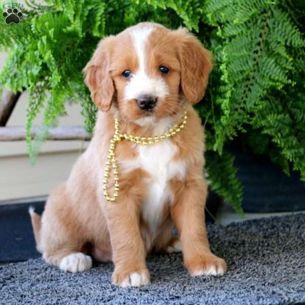 Classy, Goldendoodle Puppy
