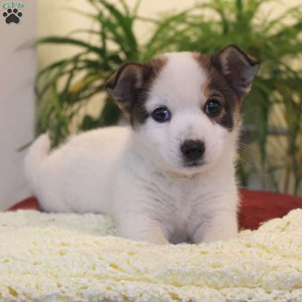 Clinton, Jack Russell Mix Puppy