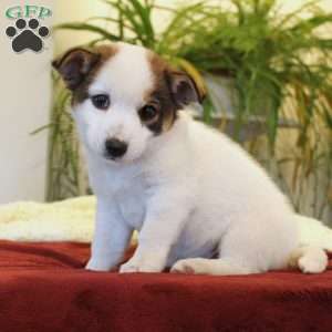 Clinton, Jack Russell Mix Puppy