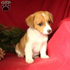 Welsh Corgi Mix Puppies For Sale | Greenfield Puppies