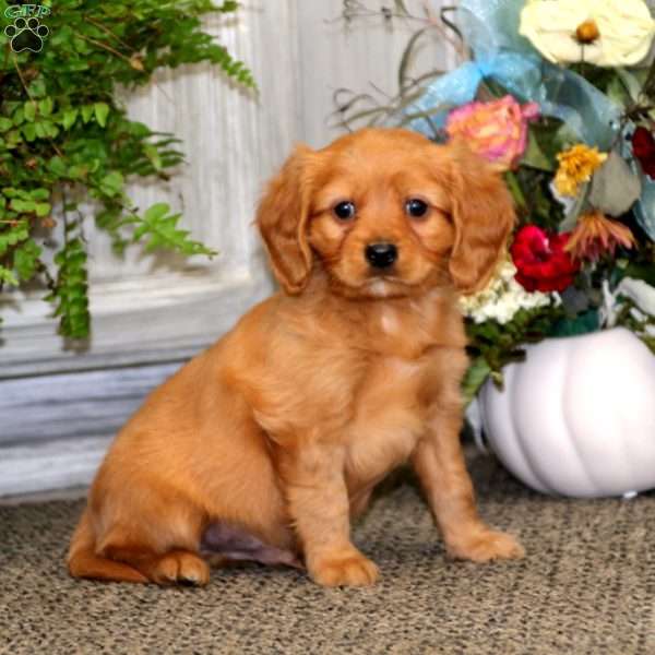 Colby, Miniature Golden Retriever Puppy