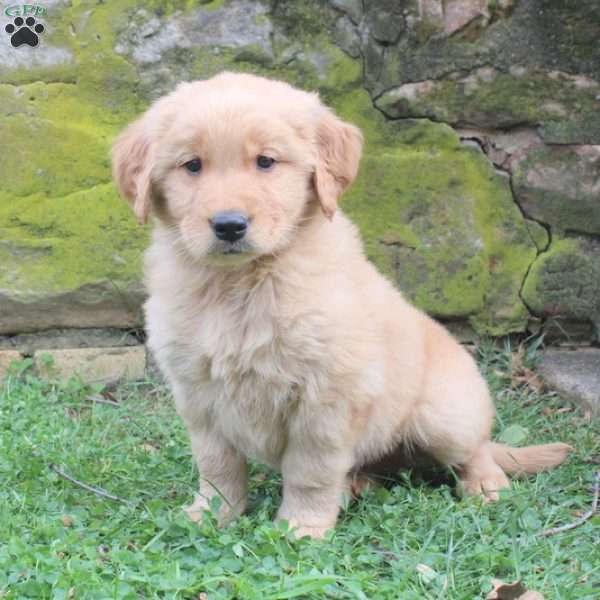 Colton, Golden Retriever Puppy