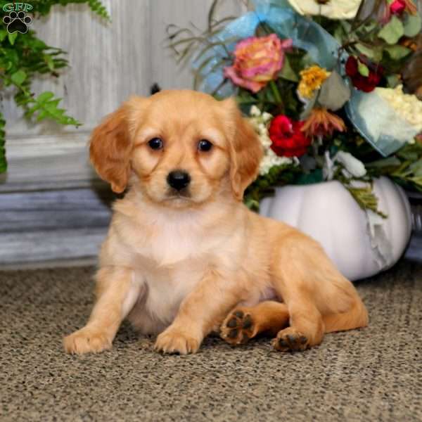 Colton, Miniature Golden Retriever Puppy