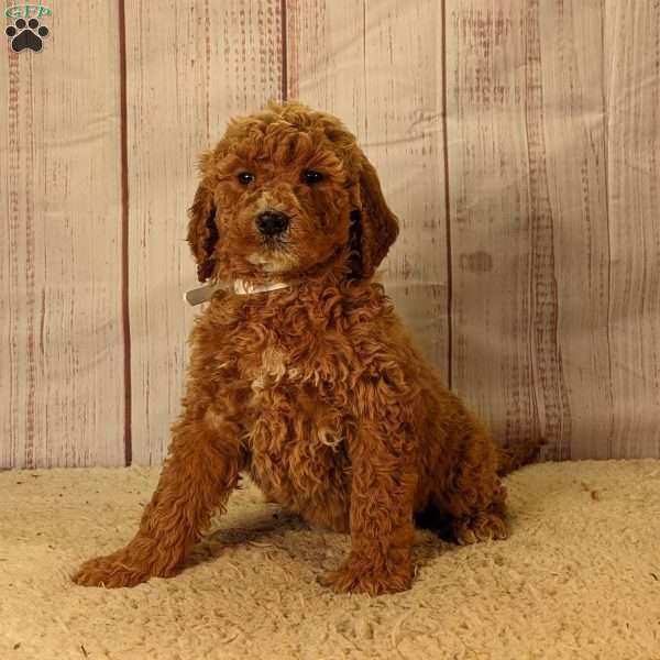 Cookie F1B, Goldendoodle Puppy