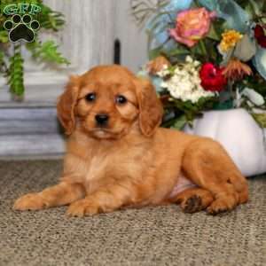 Cookie, Miniature Golden Retriever Puppy
