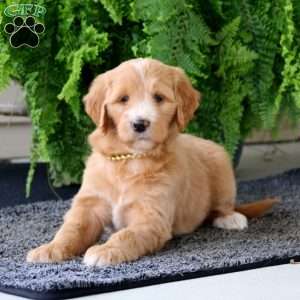 Cookie, Goldendoodle Puppy