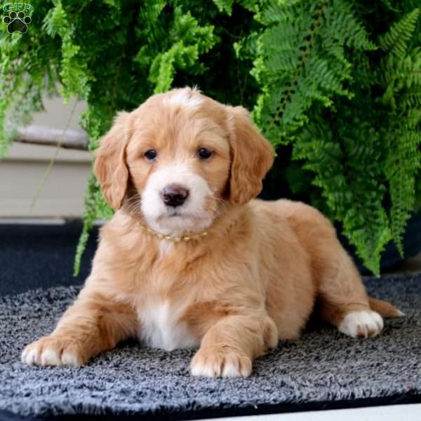 Cupcake, Goldendoodle Puppy