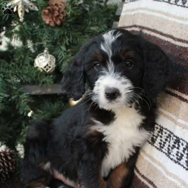 Snoopy, Bernedoodle Puppy