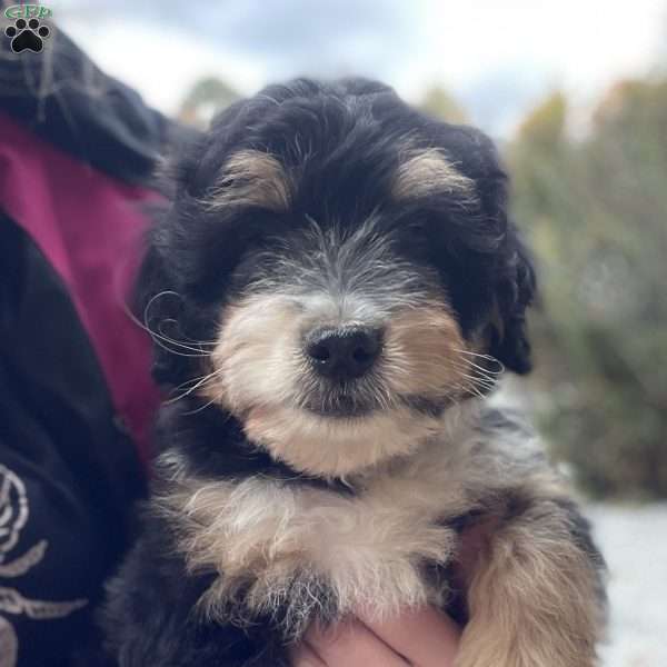 Rocky, Miniature Aussiedoodle Puppy