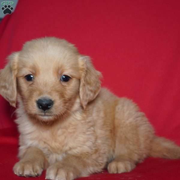 Amber, Golden Retriever Puppy