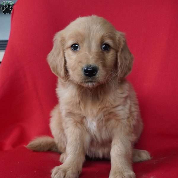 Quinn, Golden Retriever Puppy