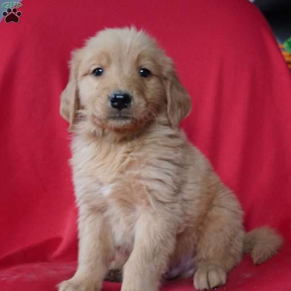 Kipton, Golden Retriever Puppy