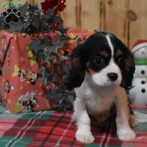Charles, Cavalier King Charles Spaniel Puppy