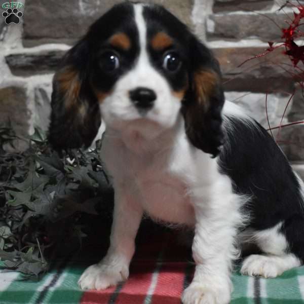 Charles, Cavalier King Charles Spaniel Puppy