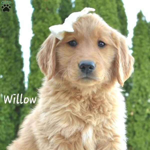 Willow, Golden Retriever Puppy