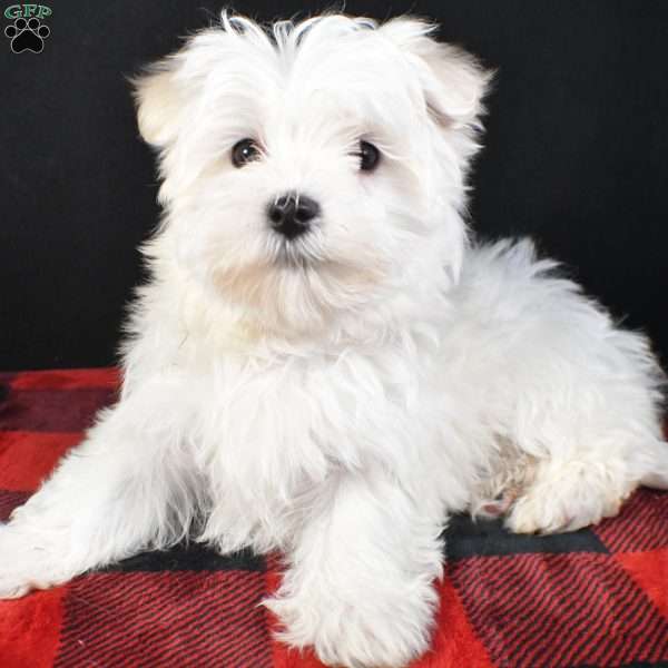 Duke, Maltese Puppy