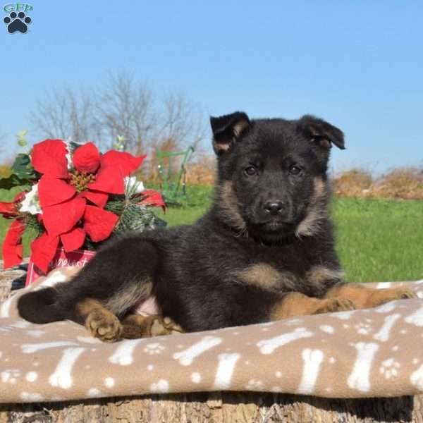 Dakota, German Shepherd Puppy