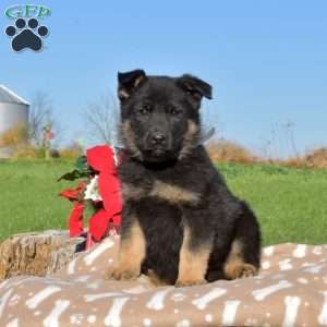 Dakota, German Shepherd Puppy
