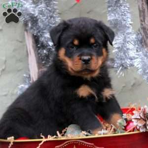 a Rottweiler puppy named Dante