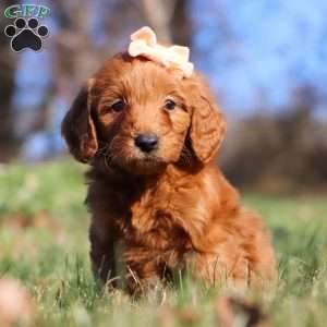 Darcy, Mini Goldendoodle Puppy