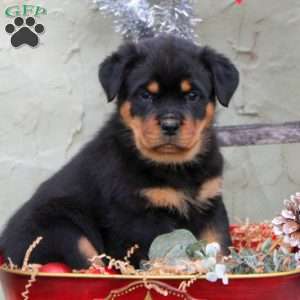 a Rottweiler puppy named Dasher