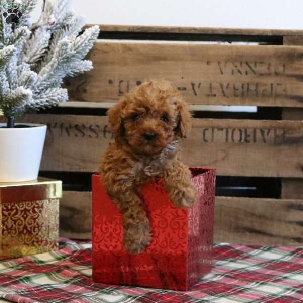 Dasher, Toy Poodle Puppy