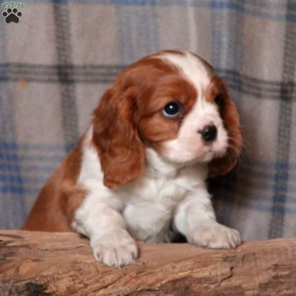 Dasher, Cavalier King Charles Spaniel Puppy