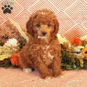 Declan, Miniature Poodle Puppy
