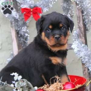 a Rottweiler puppy named Denzel