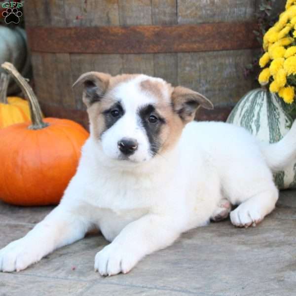 Diamond - Akita Mix Puppy For Sale in Pennsylvania