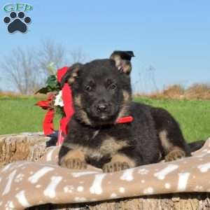 Diesel, German Shepherd Puppy
