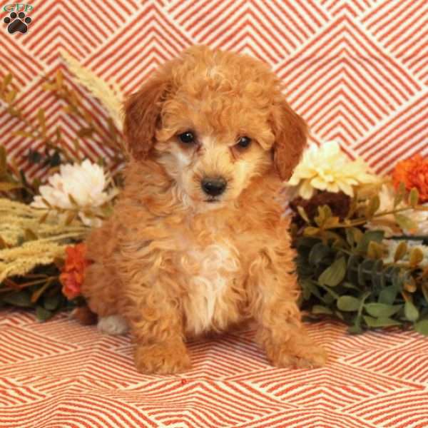 Dixon, Miniature Poodle Puppy