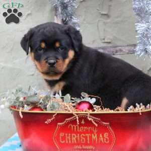 a Rottweiler puppy named Donny