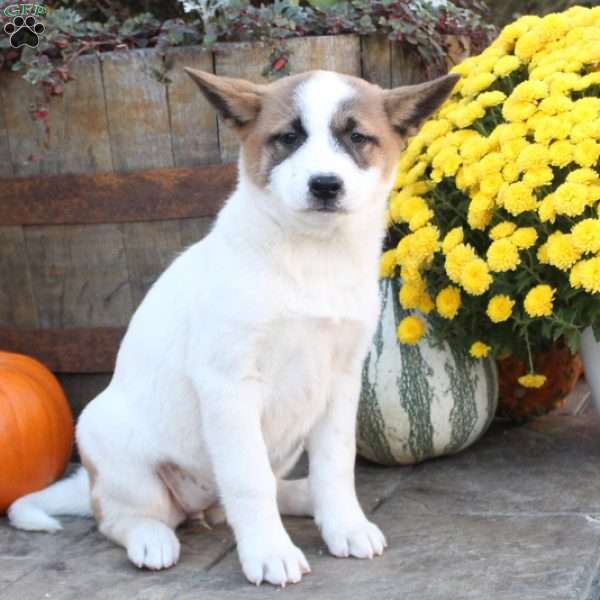 Doreen - Akita Mix Puppy For Sale in Pennsylvania