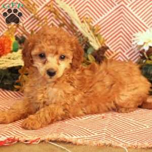 Dorothy, Miniature Poodle Puppy