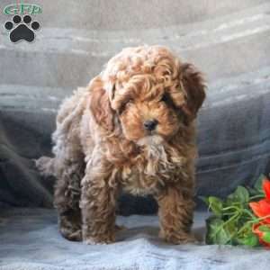Drake, Miniature Poodle Puppy