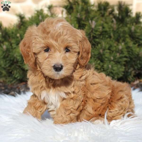 Duke-F1B, Mini Goldendoodle Puppy