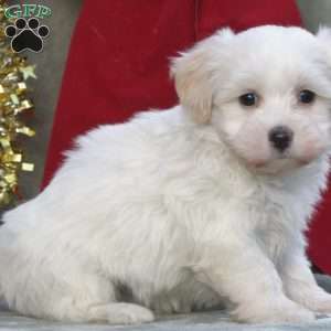 Marshmallow, Havachon Puppy