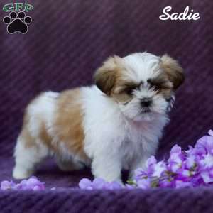 Sadie, Shih Tzu Puppy