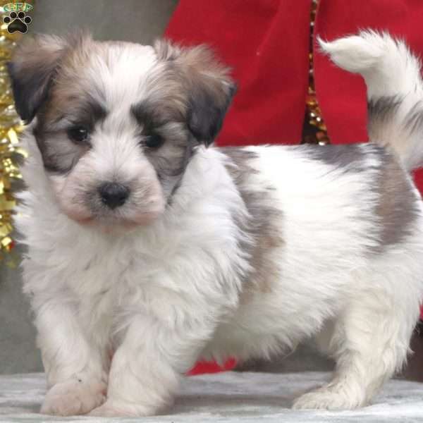 Jingle, Havachon Puppy