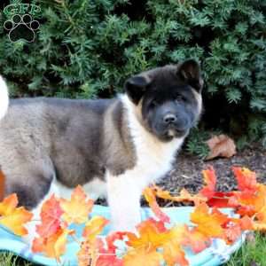 Akita Puppies for Sale | Greenfield Puppies