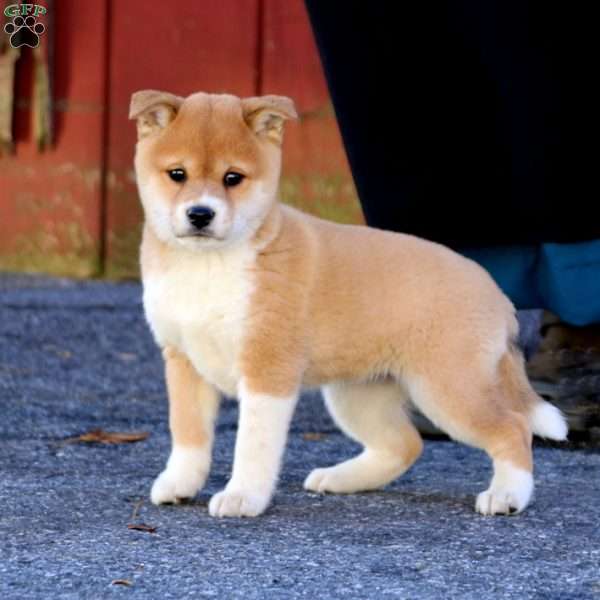 Fancy, Shiba Inu Puppy